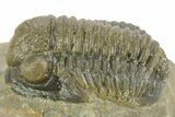 Detailed Gerastos Trilobite Fossil - Morocco #377258-3